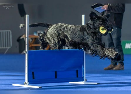 Riesenschnauzer schwarz Schönheit- x Arbeitslinie mit Ahnentafel