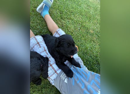 Riesenschnauzer schwarz Schönheit- x Arbeitslinie mit Ahnentafel