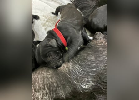 Riesenschnauzer schwarz Schönheit- x Arbeitslinie mit Ahnentafel