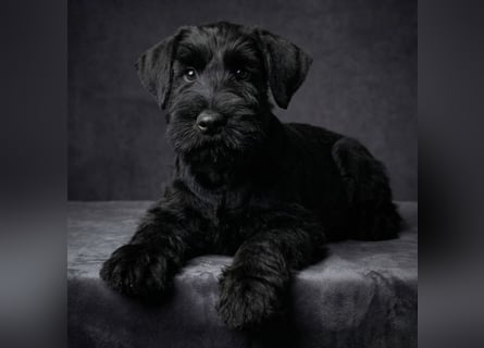 Riesenschnauzer schwarz Schönheit- x Arbeitslinie mit Ahnentafel