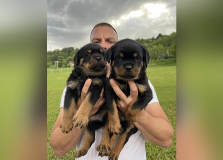 Rottweiler welpen