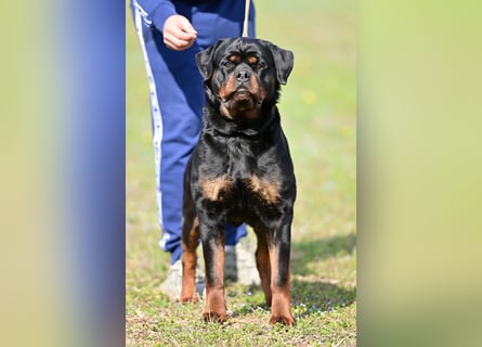 Rottweiler welpen