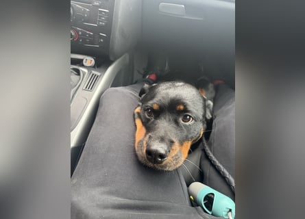 Katniss Rottweiler 8 Jahre alt