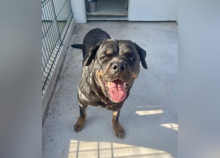 Jessy - liebe, sanfte Rottweiler-Hündin sucht Familie!