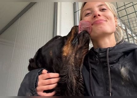 Jessy - liebe, sanfte Rottweiler-Hündin sucht Familie!