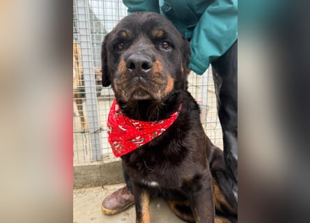Jessy - liebe, sanfte Rottweiler-Hündin sucht Familie!