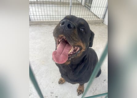 Jessy - liebe, sanfte Rottweiler-Hündin sucht Familie!