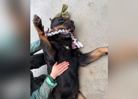 Jessy - liebe, sanfte Rottweiler-Hündin sucht Familie!