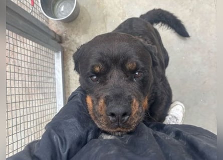 Jessy - liebe, sanfte Rottweiler-Hündin sucht Familie!
