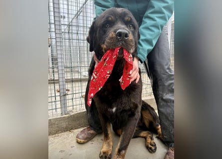 Jessy - liebe, sanfte Rottweiler-Hündin sucht Familie!