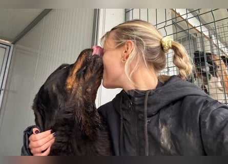 Jessy - liebe, sanfte Rottweiler-Hündin sucht Familie!