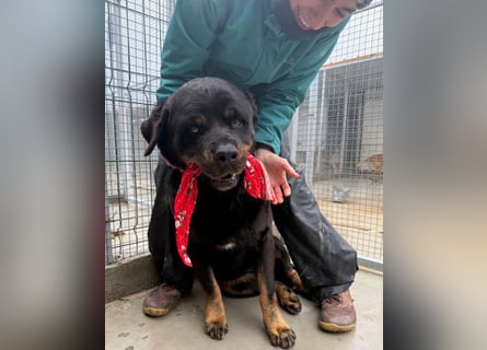 Jessy - liebe, sanfte Rottweiler-Hündin sucht Familie!