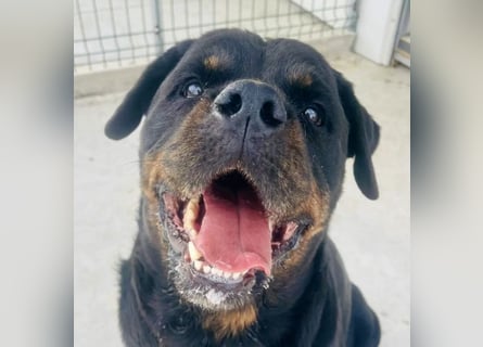 Jessy - liebe, sanfte Rottweiler-Hündin sucht Familie!
