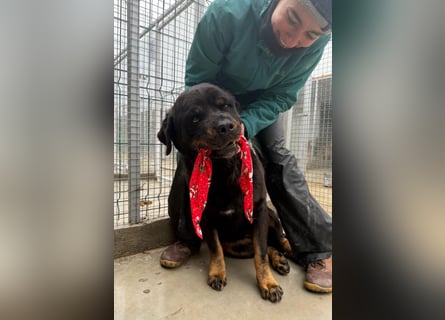 Jessy - liebe, sanfte Rottweiler-Hündin sucht Familie!