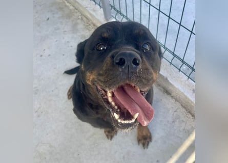 Jessy - liebe, sanfte Rottweiler-Hündin sucht Familie!