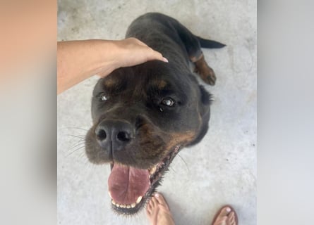 Jessy - liebe, sanfte Rottweiler-Hündin sucht Familie!