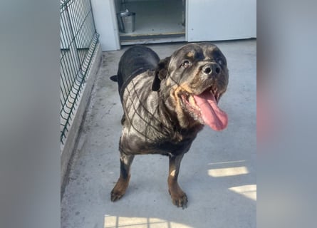 Jessy - liebe, sanfte Rottweiler-Hündin sucht Familie!