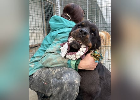 Jessy - liebe, sanfte Rottweiler-Hündin sucht Familie!