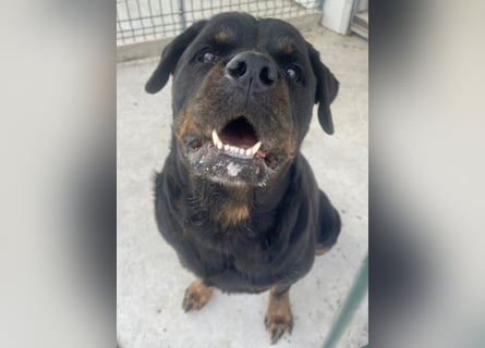 Jessy - liebe, sanfte Rottweiler-Hündin sucht Familie!