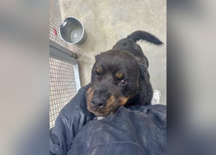 Jessy - liebe, sanfte Rottweiler-Hündin sucht Familie!