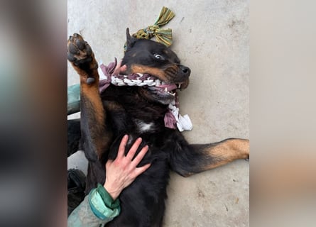 Jessy - liebe, sanfte Rottweiler-Hündin sucht Familie!