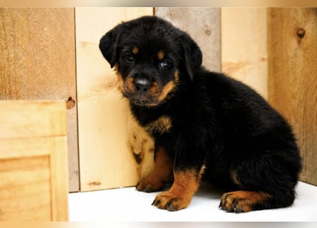 Rottweiler Welpen treue Freunde fürs Leben