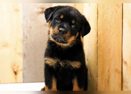 Rottweiler Welpen treue Freunde fürs Leben