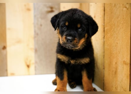 Rottweiler Welpen treue Freunde fürs Leben