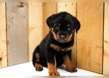 Rottweiler Welpen treue Freunde fürs Leben