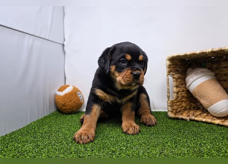 Rottweiler welpen
