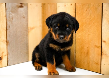 Rottweiler Welpen treu, aufmerksam und familienbezogen