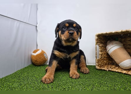 Rottweiler welpen