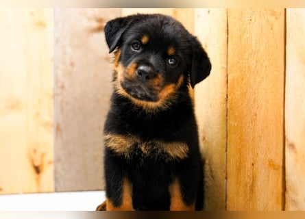 Rottweiler Welpen treu, aufmerksam und familienbezogen