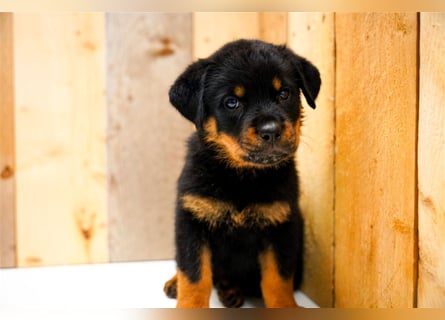 Rottweiler Welpen kräftige kleine Herzenshunde suchen Familie