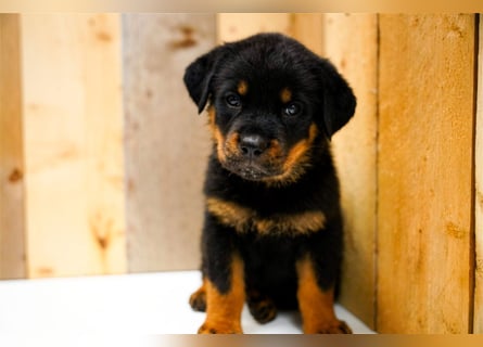 Rottweiler Welpen kräftige kleine Herzenshunde suchen Familie