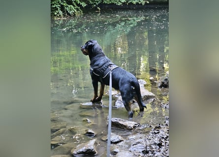 Schweren Herzens: ADRK-Rottweiler-Hündin sucht ein Zuhause auf Lebenszeit