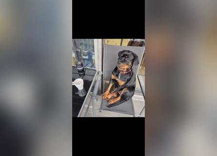 Schweren Herzens: ADRK-Rottweiler-Hündin sucht ein Zuhause auf Lebenszeit
