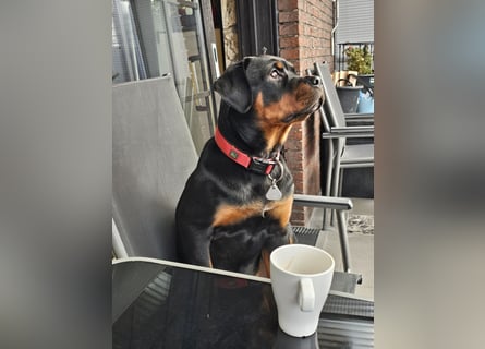 Schweren Herzens: ADRK-Rottweiler-Hündin sucht ein Zuhause auf Lebenszeit