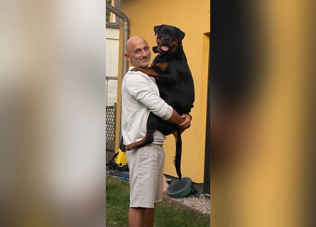Schweren Herzens: ADRK-Rottweiler-Hündin sucht ein Zuhause auf Lebenszeit