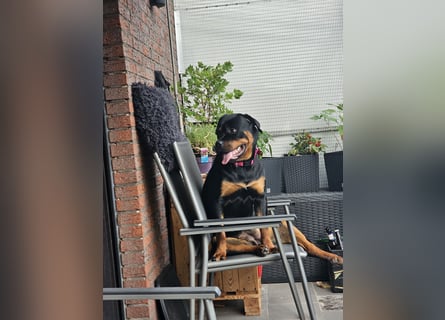 Schweren Herzens: ADRK-Rottweiler-Hündin sucht ein Zuhause auf Lebenszeit