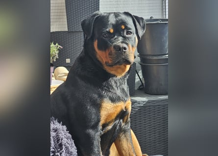 Schweren Herzens: ADRK-Rottweiler-Hündin sucht ein Zuhause auf Lebenszeit