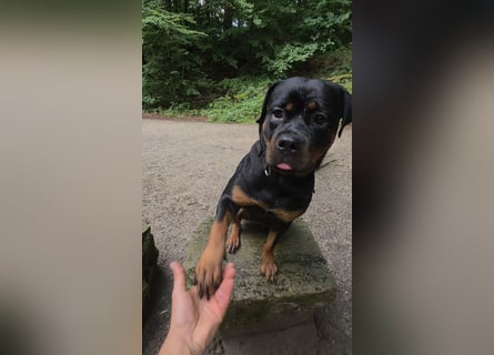 Schweren Herzens: ADRK-Rottweiler-Hündin sucht ein Zuhause auf Lebenszeit