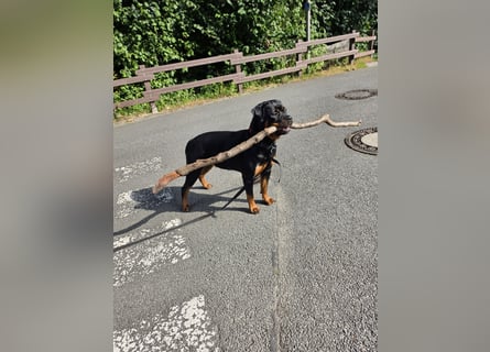 Schweren Herzens: ADRK-Rottweiler-Hündin sucht ein Zuhause auf Lebenszeit