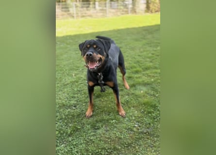 Rottweiler