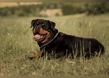 Rottweiler Rüde Kojak