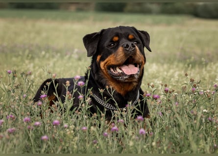Rottweiler Rüde Kojak
