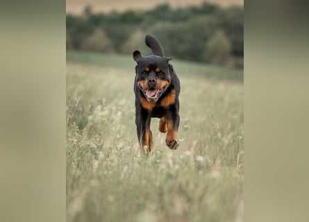 Rottweiler Rüde Kojak