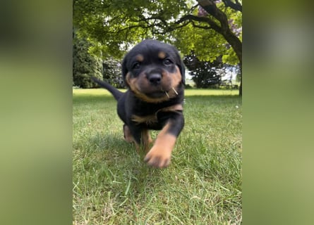 ADRK Rottweiler - Welpen
