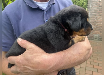 ADRK Rottweiler - Welpen