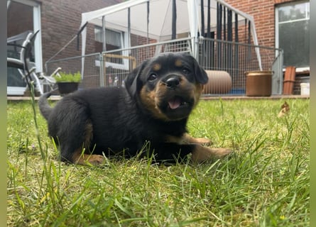 ADRK Rottweiler - Welpen
